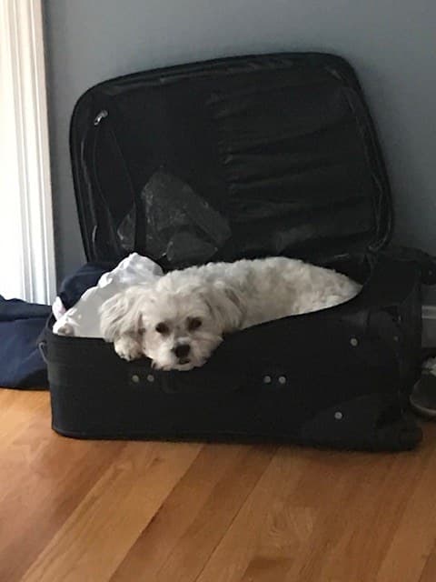 A small white dog curled up in an open suitcase